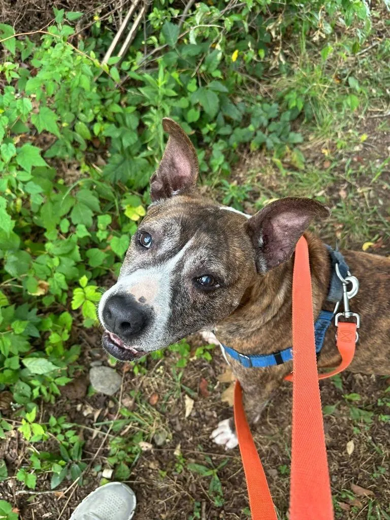 Franklin thumbnail 6