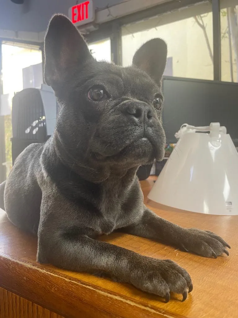 An adult small-sized female French Bulldog dog named Renee for adoption in Fort Worth, TX