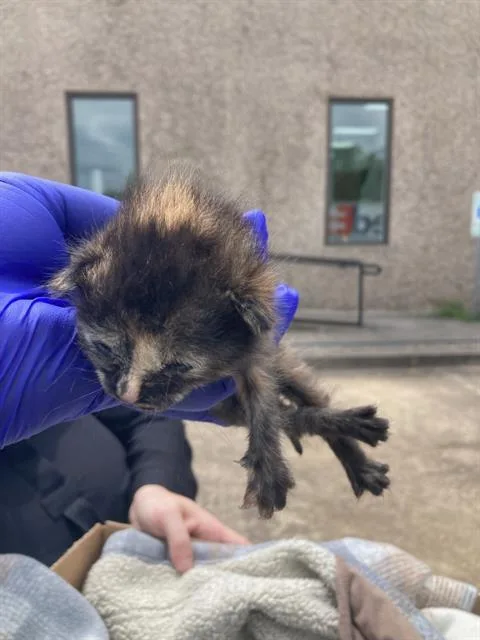 A baby small-sized female Domestic Short Hair cat named Charlie for adoption in Dallas, TX
