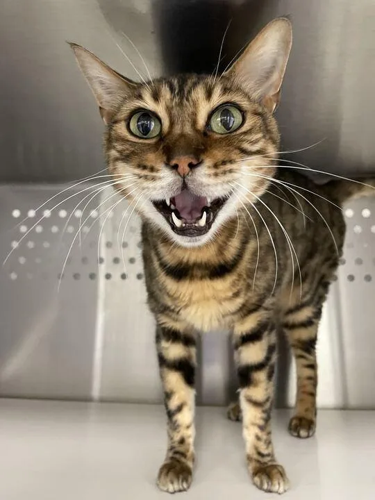 A senior large-sized male Bengal cat named Louis for adoption in Jackson, MI