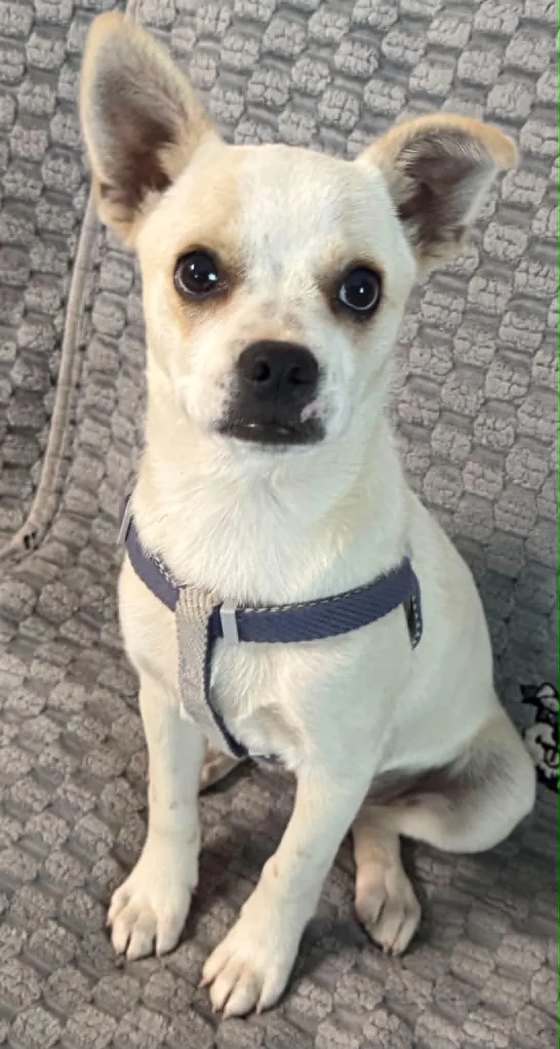 A baby small-sized male Boston Terrier dog named Hamilton for adoption in Hop Bottom, PA