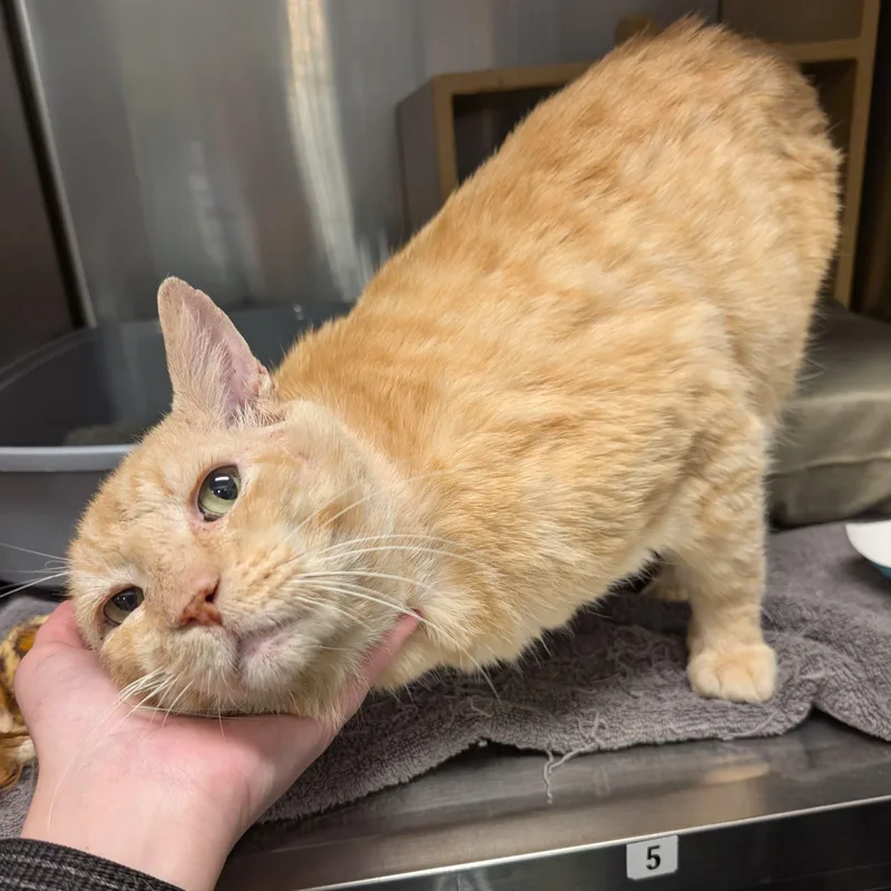 A senior medium-sized male Orange / Red Domestic Short Hair cat named Cheese for adoption in San Juan Capistrano, CA