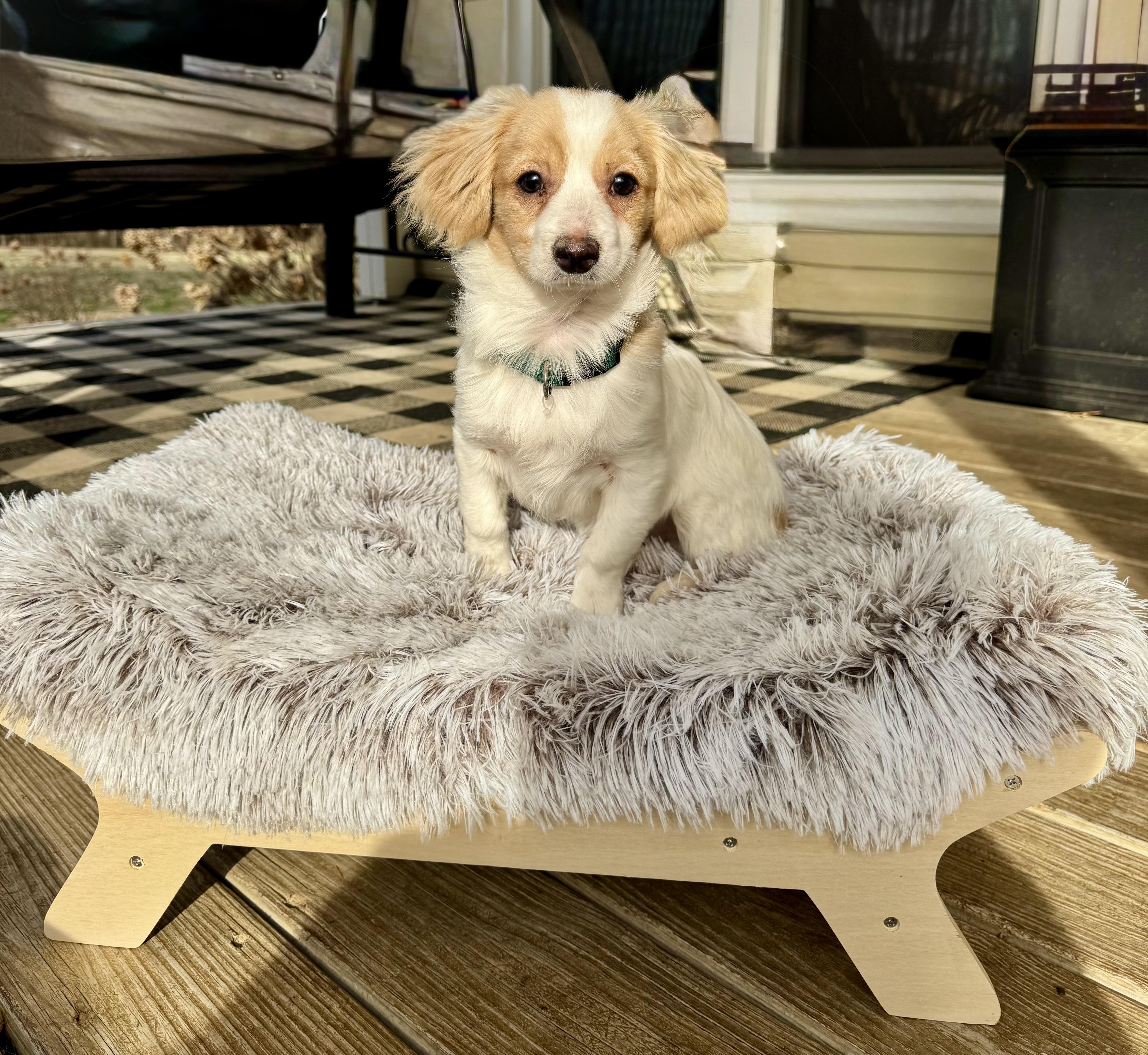 A young small-sized male White / Cream Cavalier King Charles Spaniel dog named Lincoln for adoption in Monroe, NC