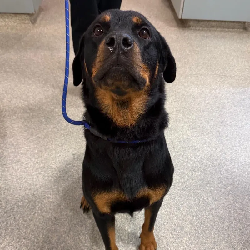 An adult large-sized female Black Mixed Breed dog named Martha for adoption in Jacksonville, FL