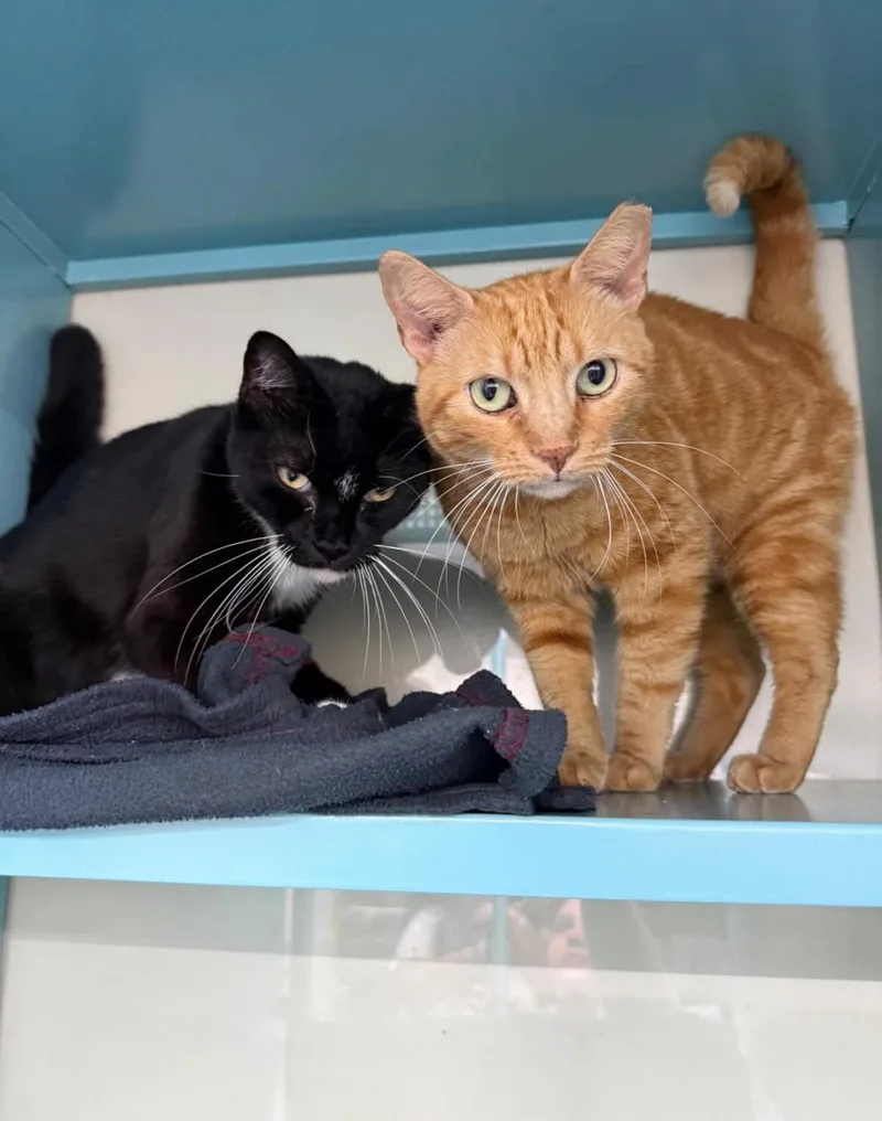 An adult medium-sized male Tabby (Orange / Red) Domestic Short Hair cat named Zach for adoption in Lauderhill, FL