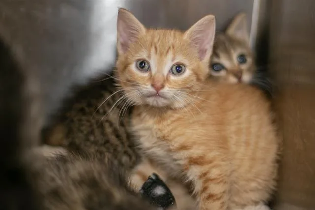 A baby small-sized male Domestic Short Hair cat named A for adoption in Charlotte, NC