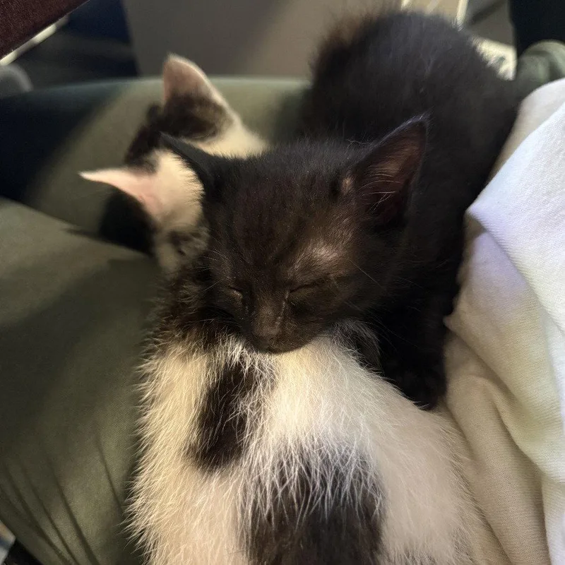 A baby medium-sized female Black Domestic Long Hair cat named Brisket for adoption in Dallas, TX