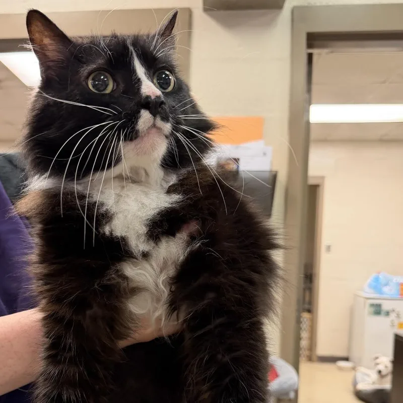 A senior large-sized male Black Domestic Medium Hair cat named Dash for adoption in Birmingham, AL
