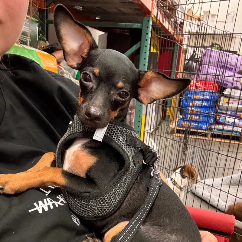 A baby small-sized male Black Chihuahua dog named Dobby for adoption in Pittsburg, KS