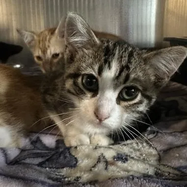 A baby small-sized female Gray / Blue / Silver Domestic Short Hair cat named Yoko Ono for adoption in St. Louis, MO