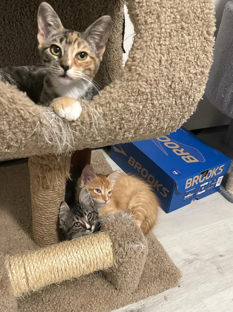 A baby medium-sized female Domestic Short Hair cat named Snap Dragon for adoption in Lincoln, CA