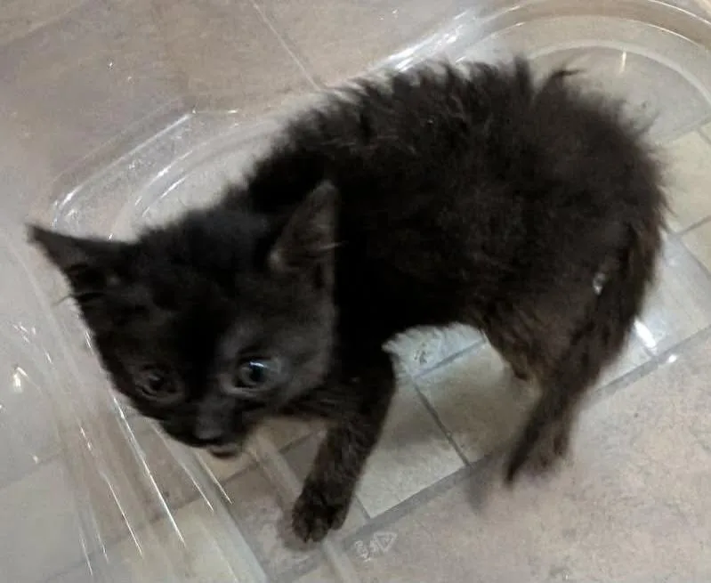 A baby medium-sized male Domestic Short Hair cat named Caterpillar for adoption in Portland, IN