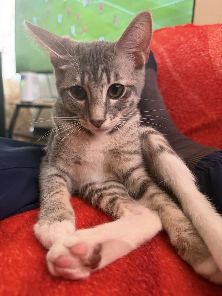 A baby small-sized female Domestic Short Hair cat named Lola for adoption in Dallas, TX