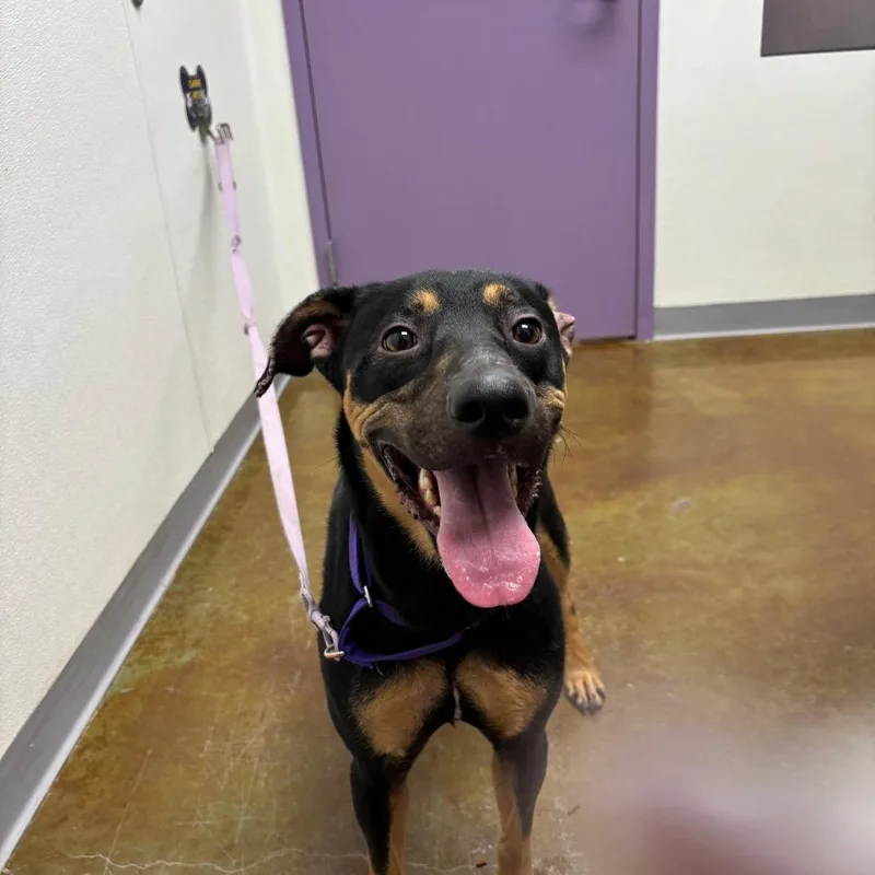 An adult medium-sized female Black Manchester Terrier dog named Stray Hold  Violet for adoption in Albuquerque, NM