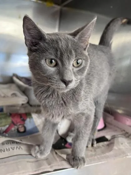 A baby small-sized male Domestic Short Hair cat named Nigel for adoption in Houston, TX