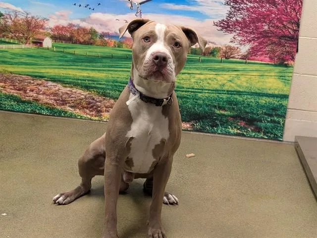 A young large-sized male Pit Bull Terrier dog named A for adoption in Moreno Valley, CA