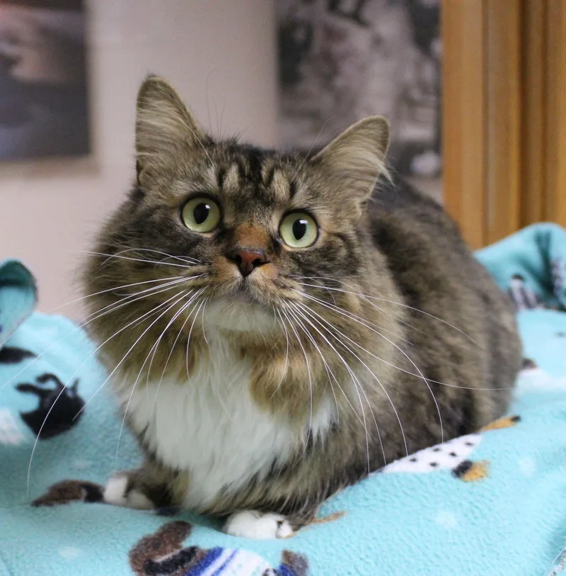 An adult medium-sized male Domestic Long Hair cat named Vampurr for adoption in Portage, WI