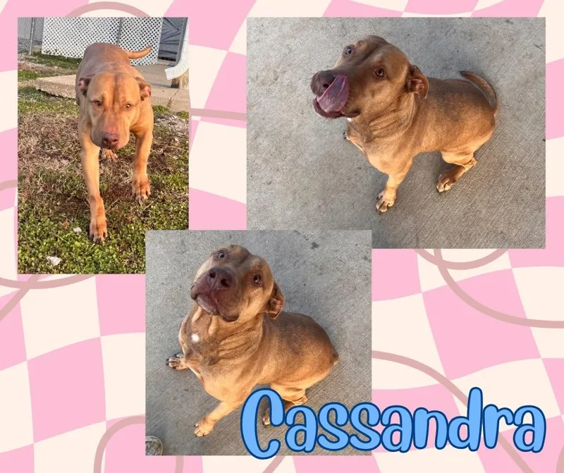 Cassandra thumbnail 3