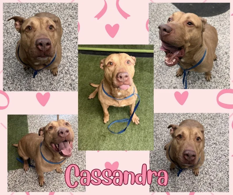 Cassandra thumbnail 5