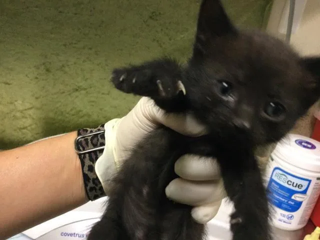 A baby small-sized female Domestic Short Hair cat named Milkweed for adoption in Riverside, CA