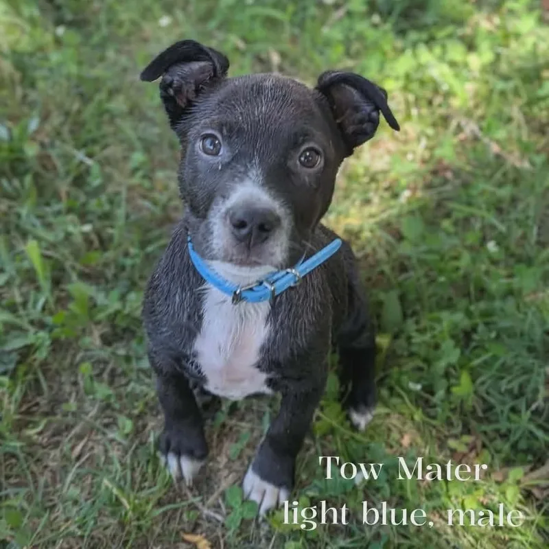A baby medium-sized male Black Pit Bull Terrier dog named Mater for adoption in Spring hill, TN