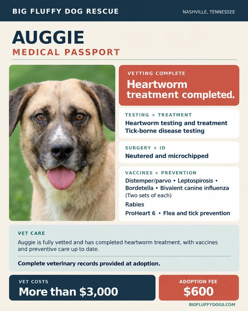 An adult medium-sized male Shepherd dog named Auggie for adoption in Nashville, TN