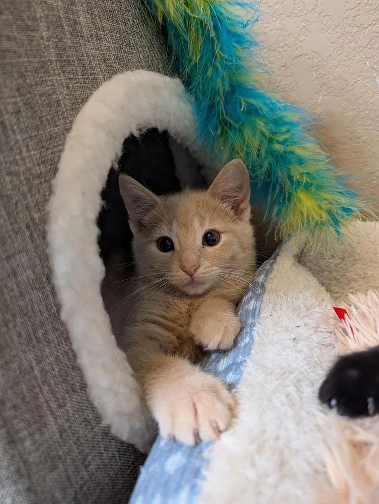 A baby small-sized male Domestic Short Hair cat named Queso for adoption in Westfield, WI