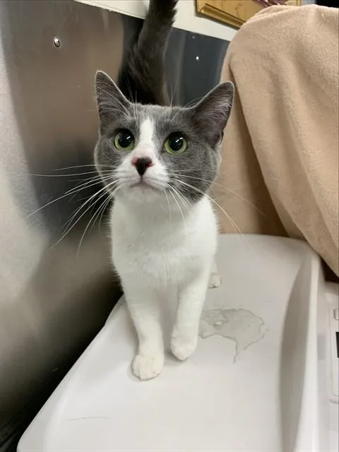 A young small-sized female Domestic Short Hair cat named Skeeter for adoption in Fairbanks, AK