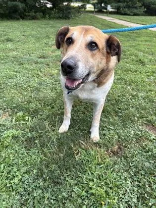 An adult large-sized male Mixed Breed dog named Bindi for adoption in Cincinnati, OH
