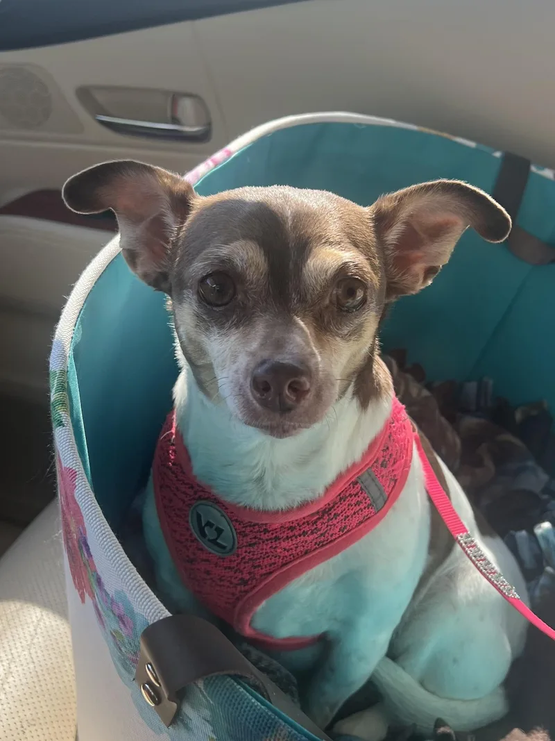 A senior small-sized female White / Cream Chihuahua dog named Emma for adoption in Ladonia, TX