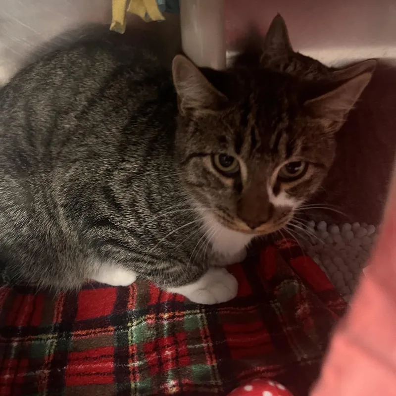 A young medium-sized male Brown / Chocolate Domestic Short Hair cat named Sprout for adoption in Kennebunk, ME