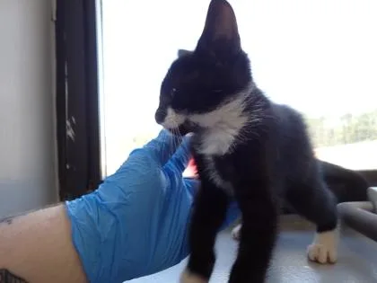 A young small-sized male Domestic Short Hair cat named Carlton for adoption in Taylorsville, NC
