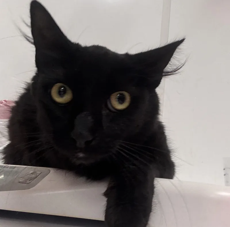 An adult medium-sized female Domestic Medium Hair cat named Melanie for adoption in Chico, CA