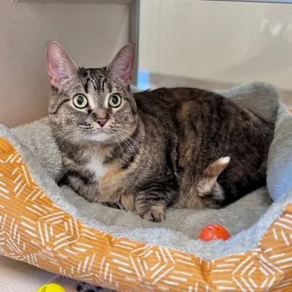 A senior large-sized female Tabby (Buff / Tan / Fawn) American Shorthair cat named Olive for adoption in Hackensack, MN