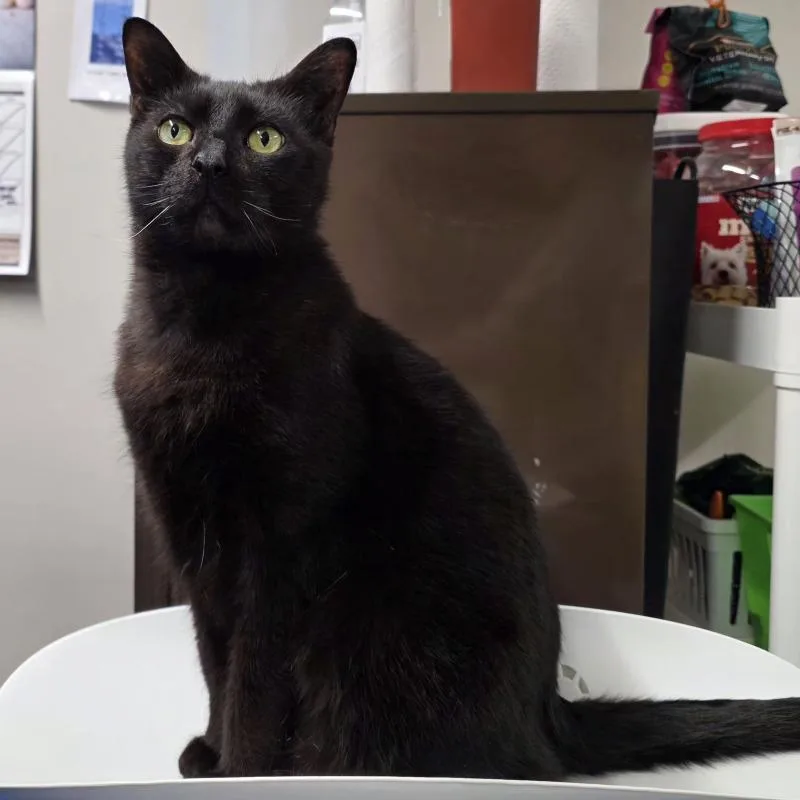 An adult large-sized male Domestic Short Hair cat named Freddy for adoption in Yankton, SD