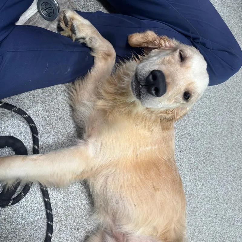 An adult medium-sized male Golden Retriever dog named Banjo for adoption in Englewood, FL