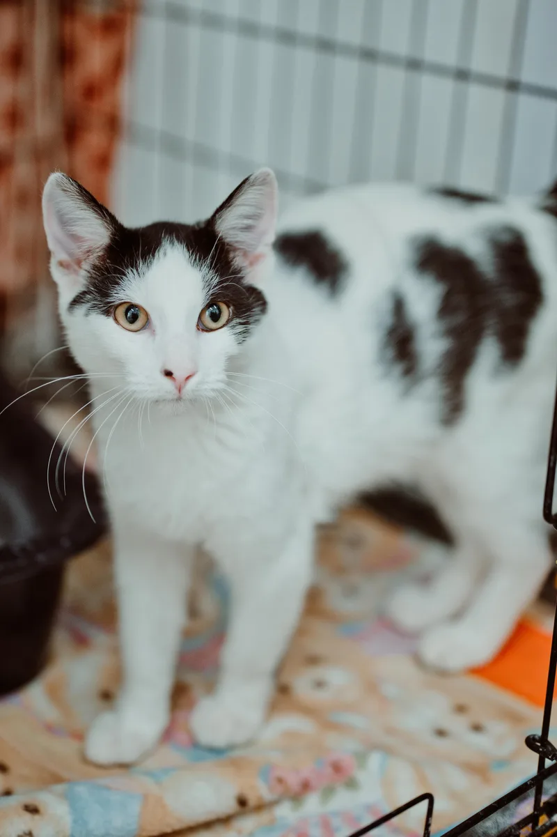 A young medium-sized male Black Domestic Short Hair cat named Buckeye for adoption in Le Mars, IA