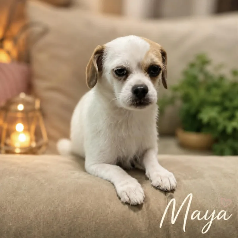 Maya thumbnail 4