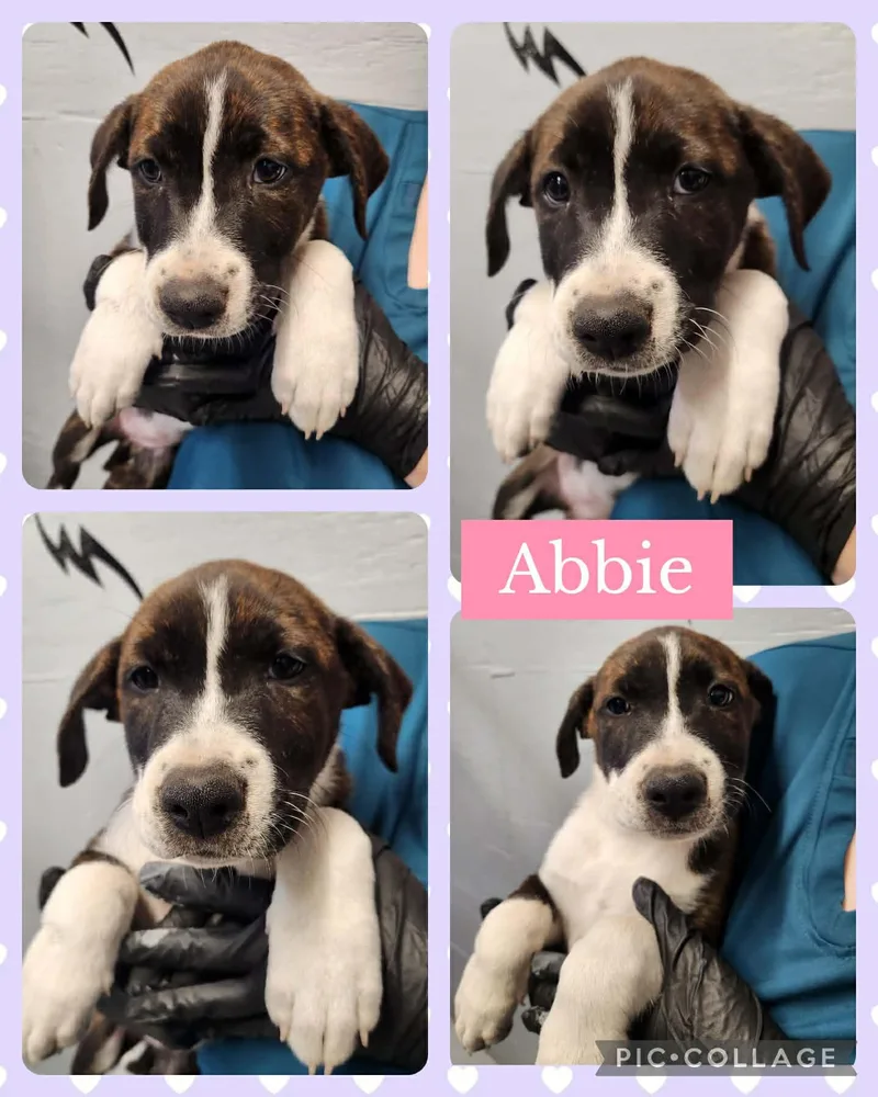 Abbie