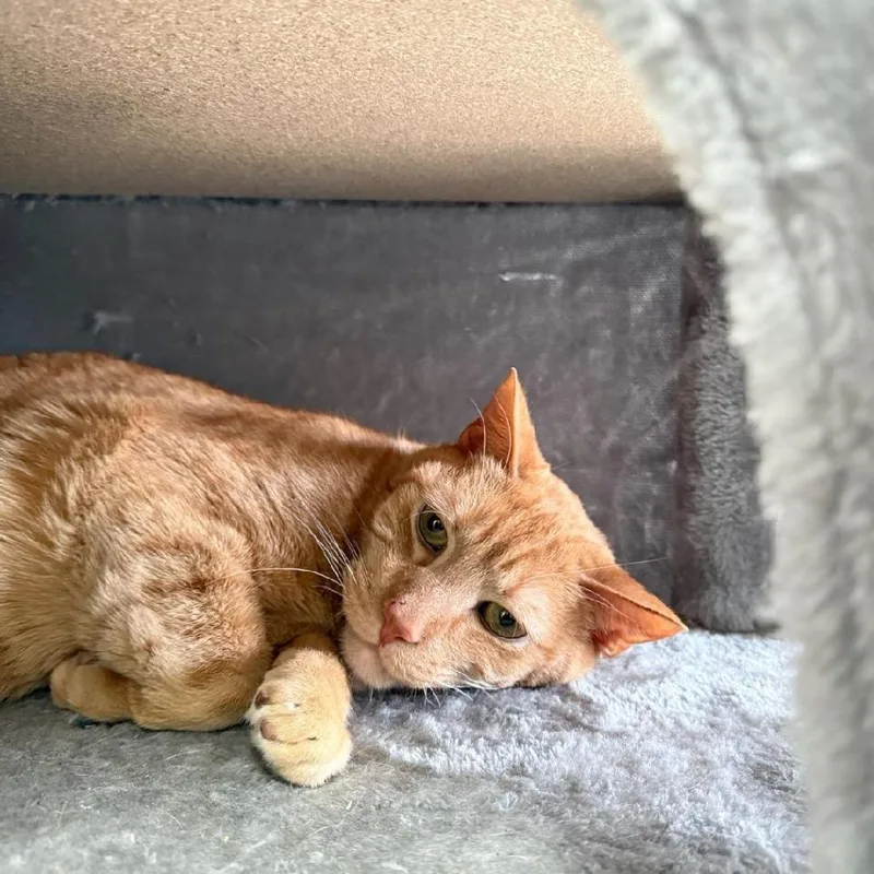 A senior large-sized male Orange / Red Domestic Short Hair cat named Rocket for adoption in Chesapeake, VA