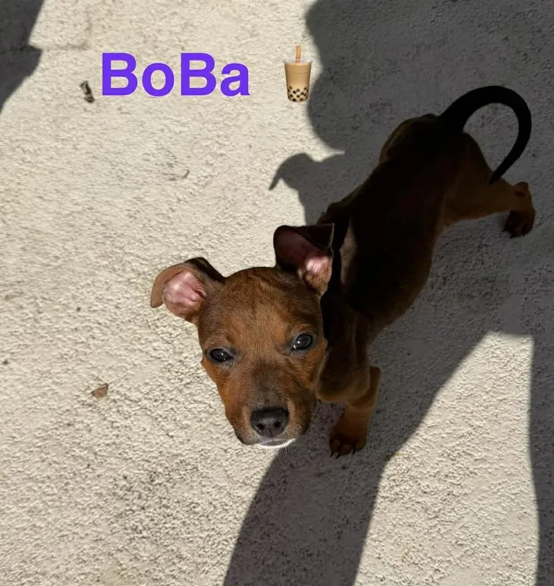 A baby small-sized male Brown / Chocolate Terrier dog named Boba for adoption in Deltona, FL