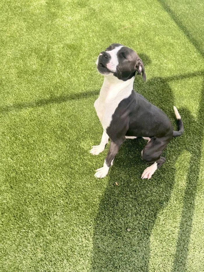 A young medium-sized female Hound dog named Lexi for adoption in Hilton Head Island, SC