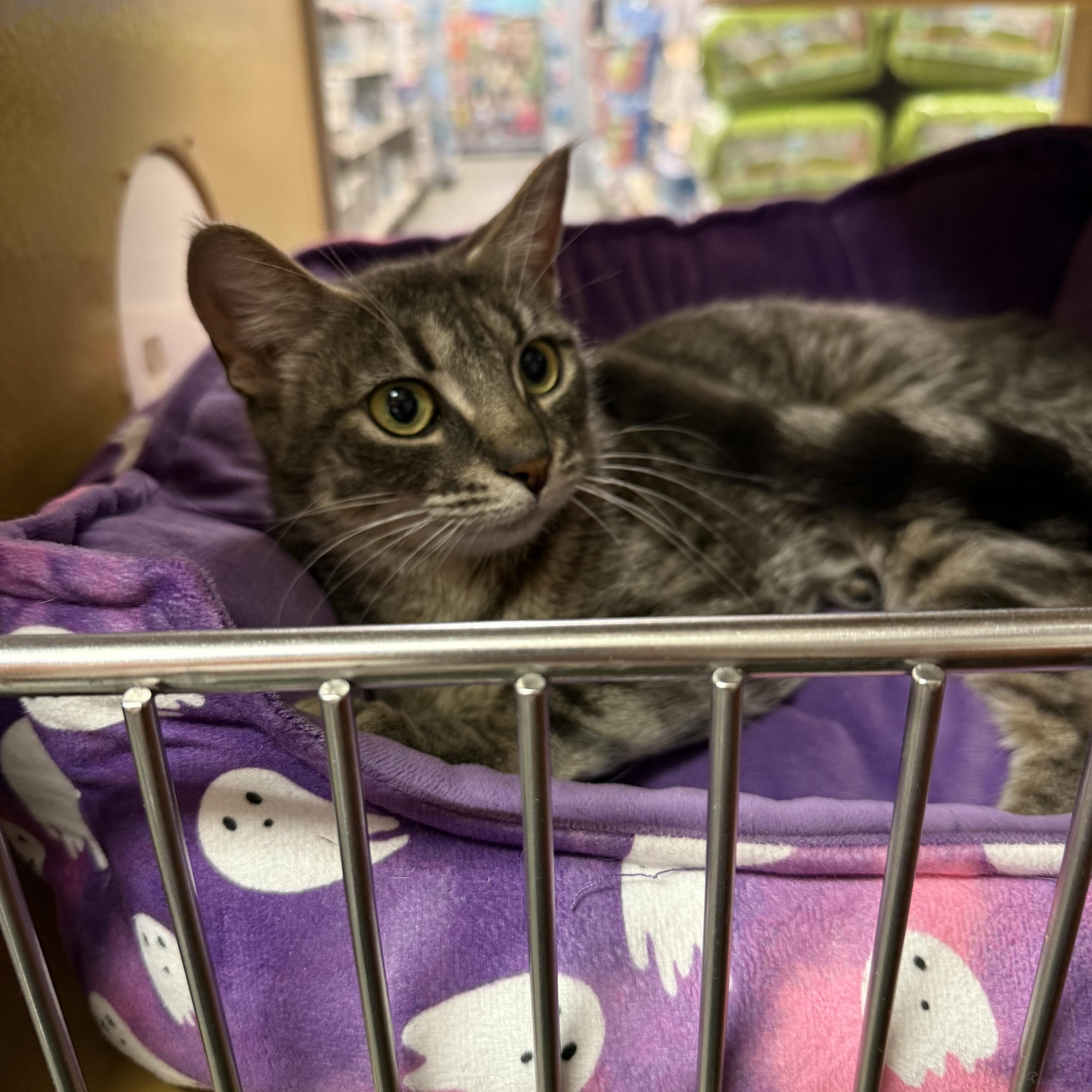 A young small-sized female Tabby (Brown / Chocolate) Domestic Short Hair cat named Taryn for adoption in Old Bridge, NJ