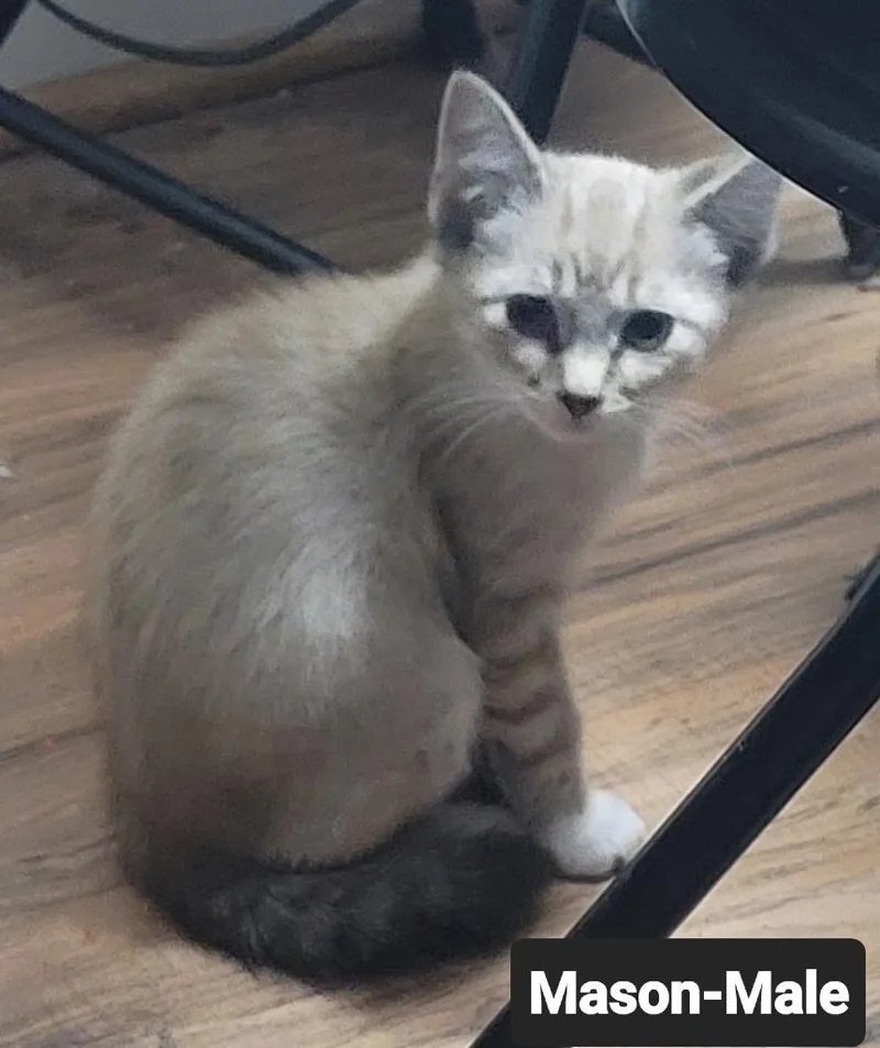 A baby small-sized male Domestic Short Hair cat named Mason for adoption in Heyburn, ID
