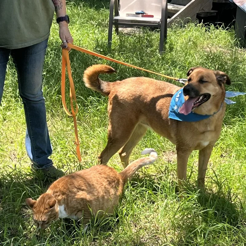 An adult large-sized female Brown / Chocolate Labrador Retriever dog named Camila for adoption in Austin, TX