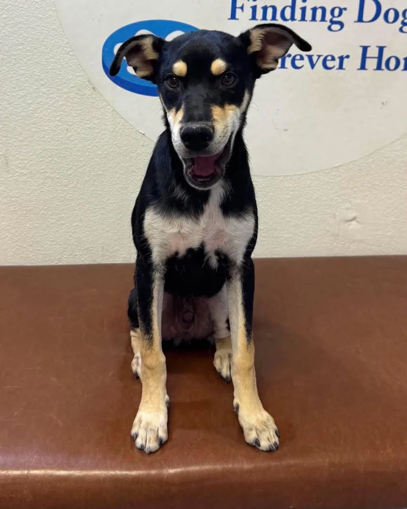 A baby small-sized female Terrier dog named Pippin for adoption in Las Vegas, NV
