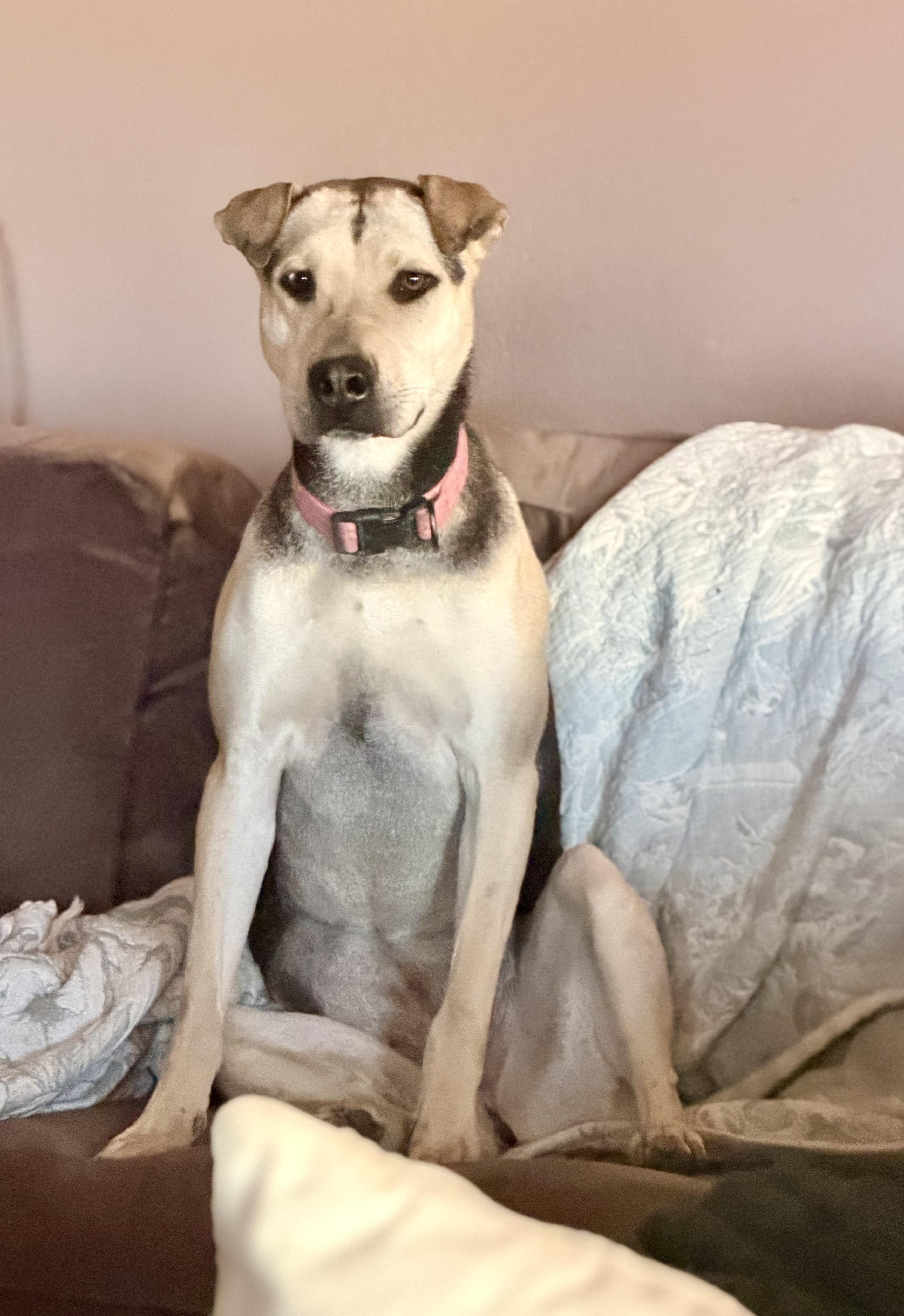 An adult medium-sized female Tricolor (Brown, Black, & White) Husky dog named Scarlett for adoption in Killeen, TX