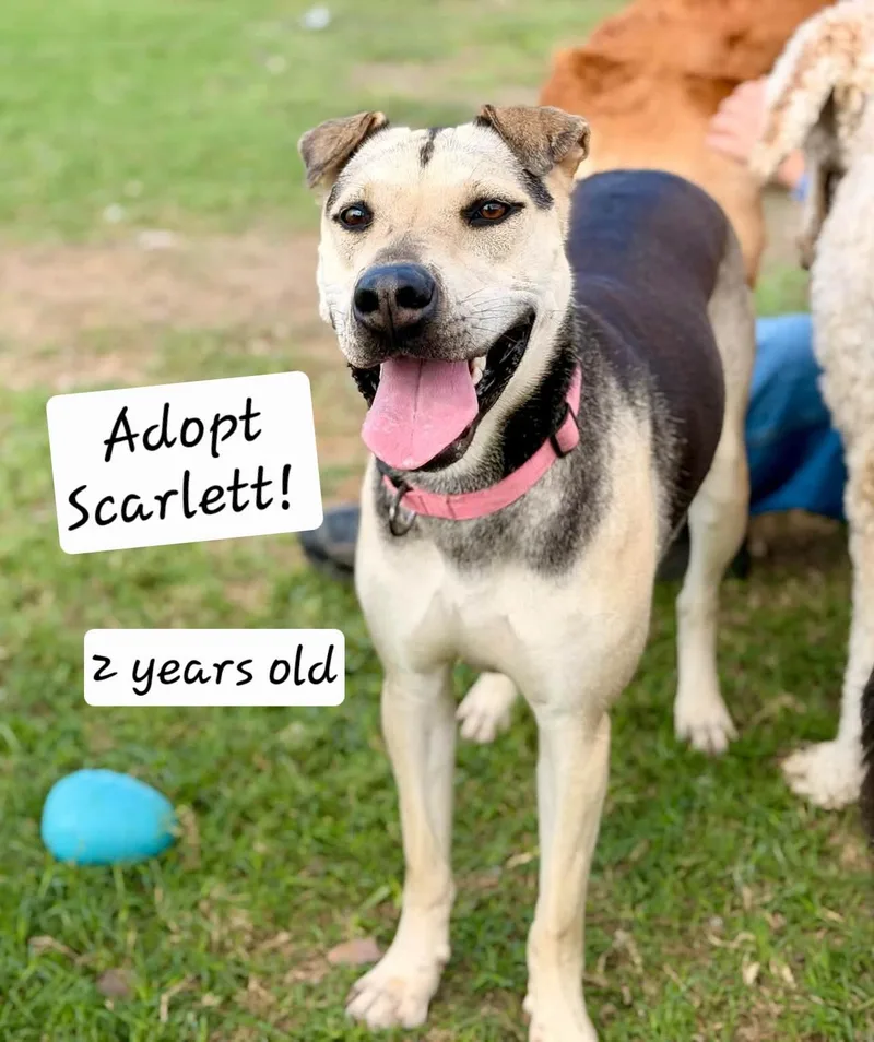 Scarlett thumbnail 5