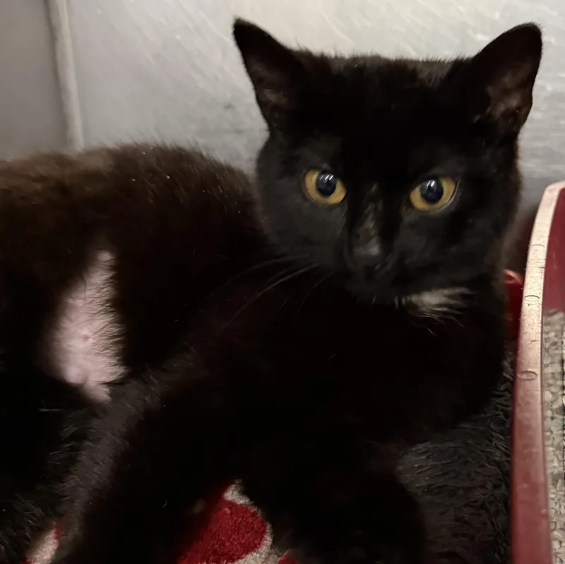 A baby medium-sized female Black Domestic Short Hair cat named Cannoli for adoption in Exeter, RI