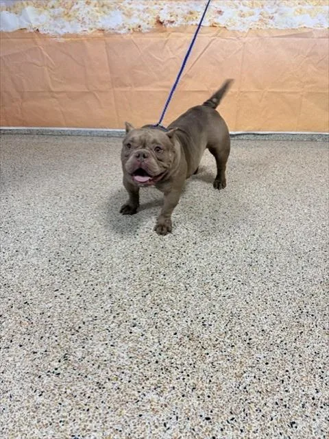 Lola